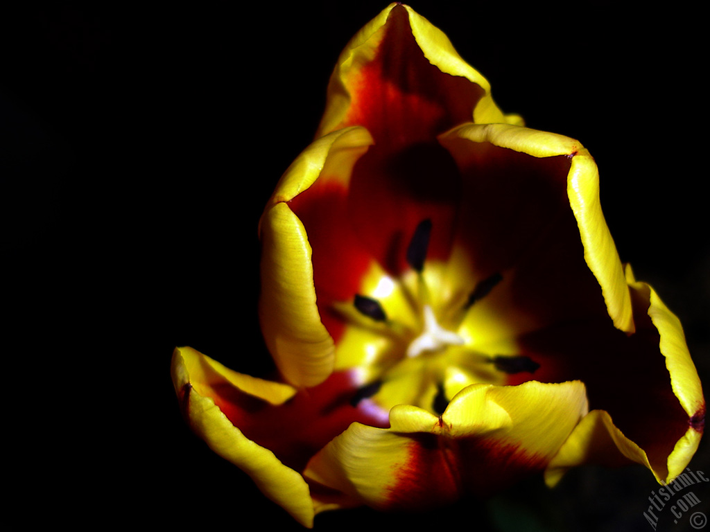 Red-yellow color Turkish-Ottoman Tulip photo.
