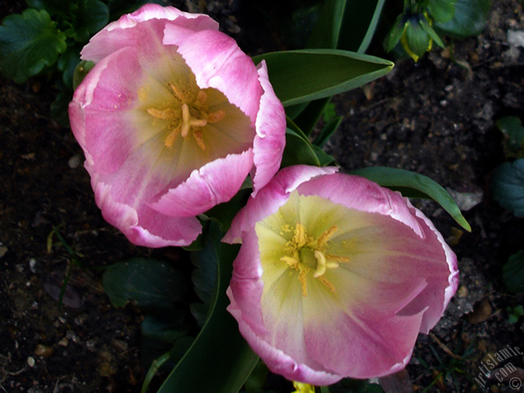 Pink color Turkish-Ottoman Tulip photo.
