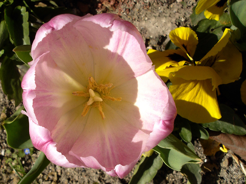 Pink color Turkish-Ottoman Tulip photo.
