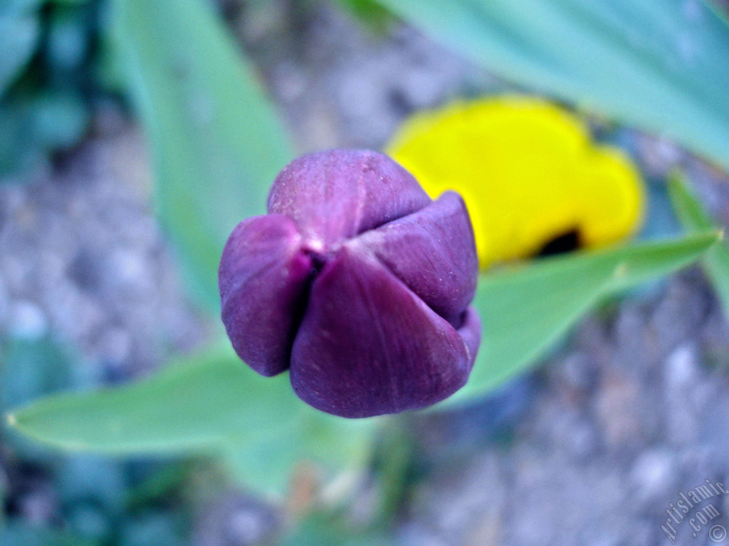 Purple color Turkish-Ottoman Tulip photo.
