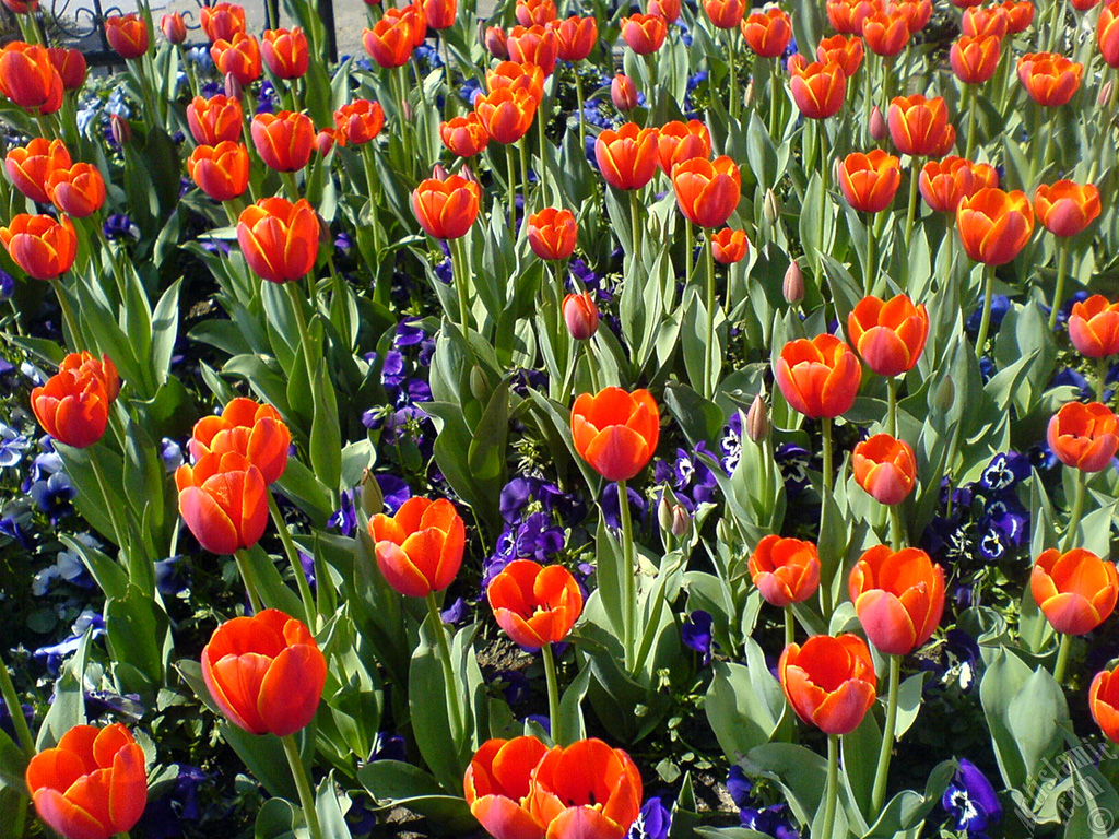 Turkish-Ottoman Tulips.
