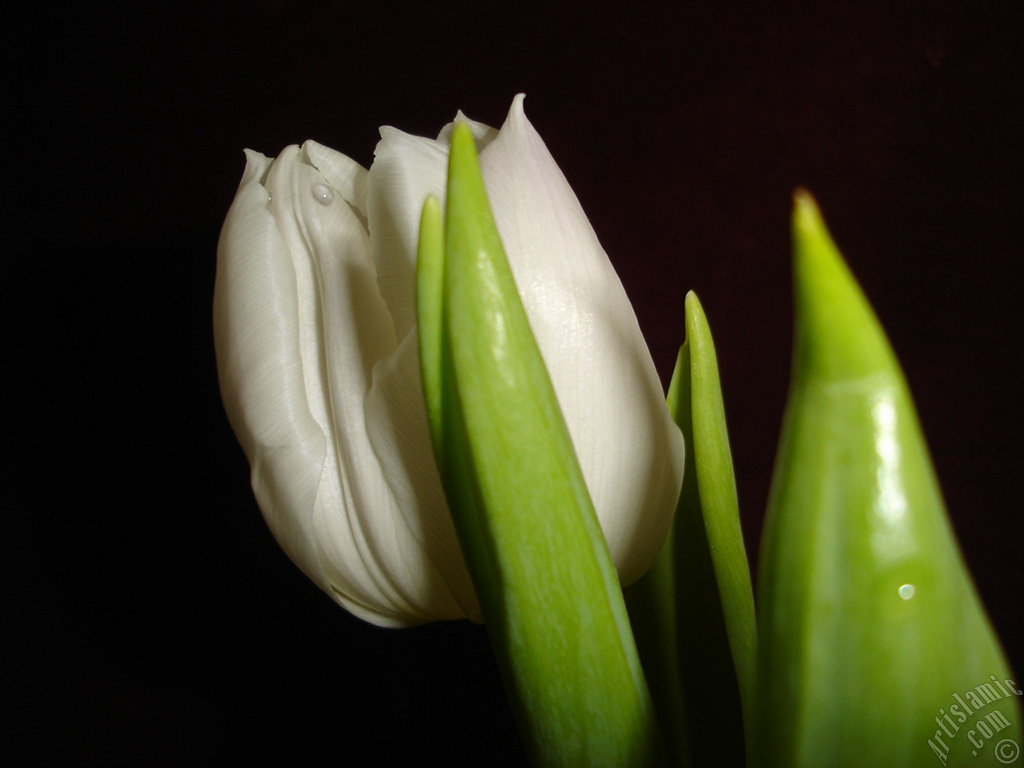 White color Turkish-Ottoman Tulip photo.
