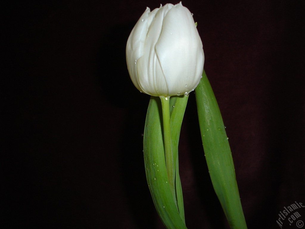 White color Turkish-Ottoman Tulip photo.
