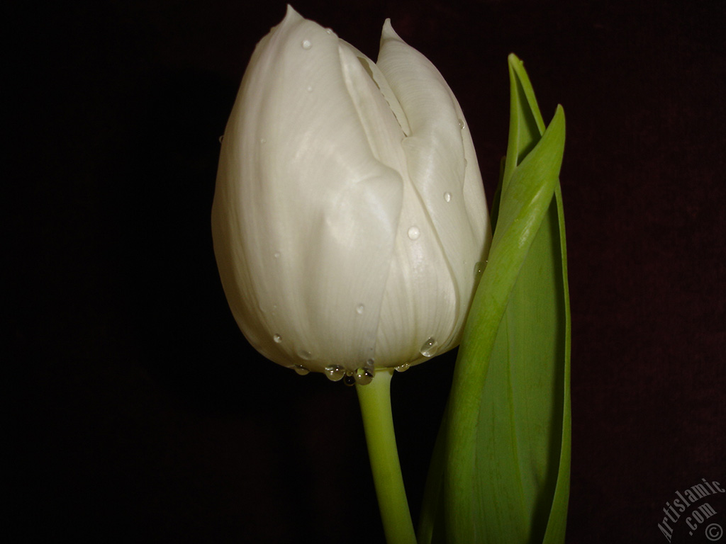 White color Turkish-Ottoman Tulip photo.
