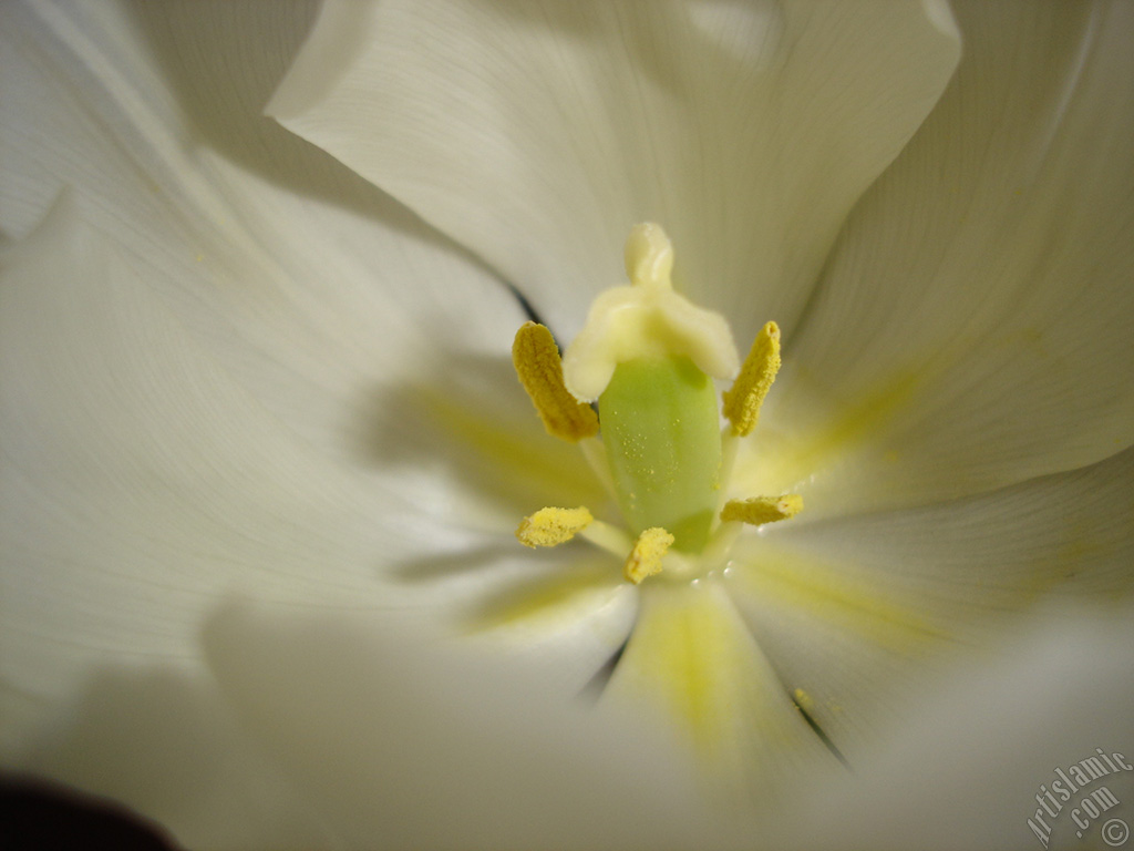 White color Turkish-Ottoman Tulip photo.
