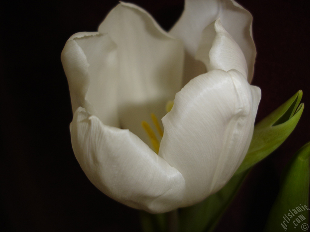 White color Turkish-Ottoman Tulip photo.
