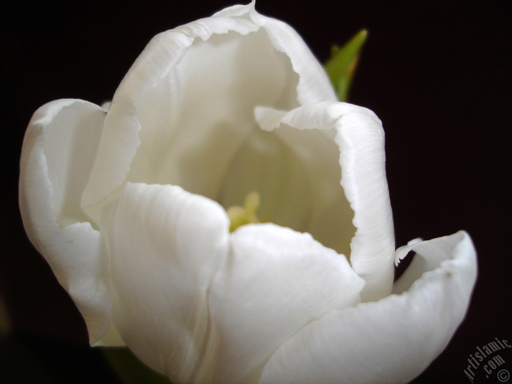 White color Turkish-Ottoman Tulip photo.
