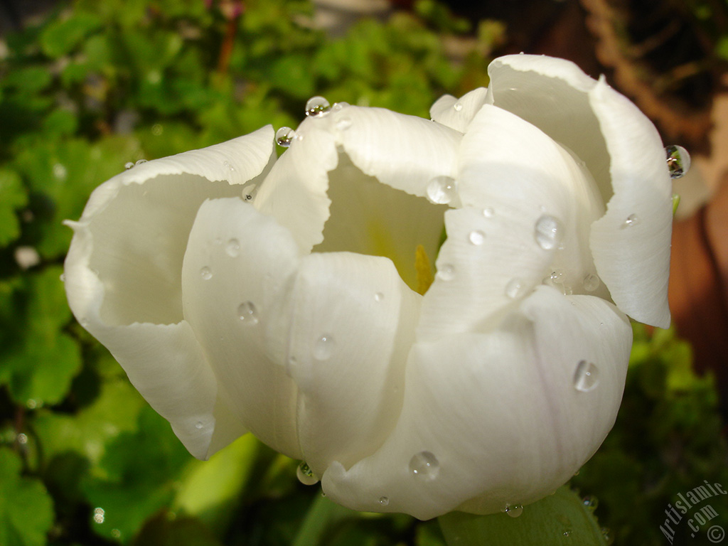 White color Turkish-Ottoman Tulip photo.
