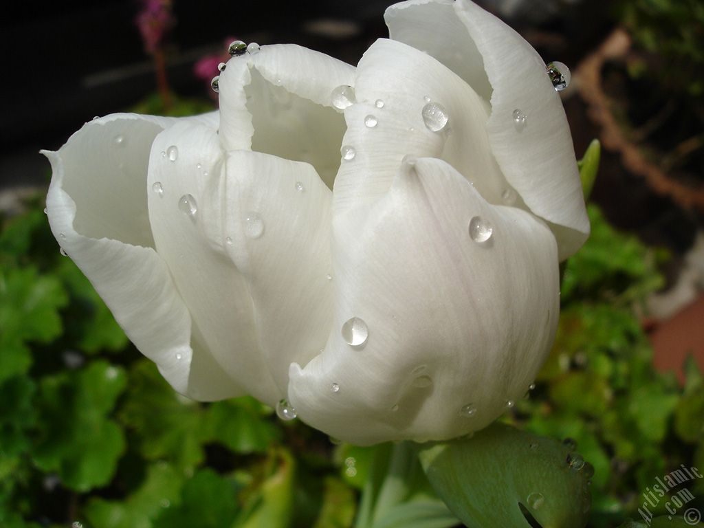 White color Turkish-Ottoman Tulip photo.
