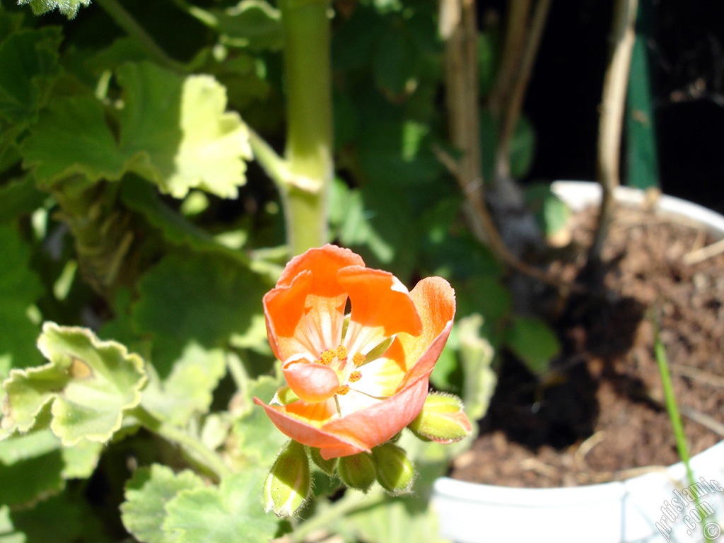 Red Colored Pelargonia -Geranium- flower.
