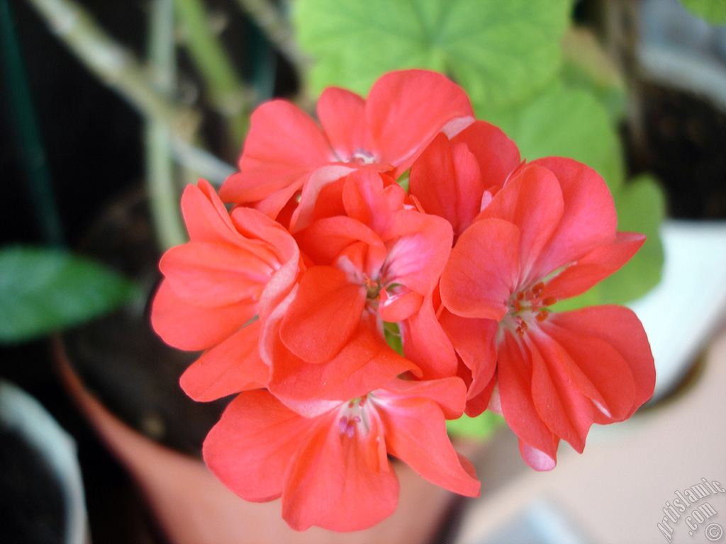 Red Colored Pelargonia -Geranium- flower.
