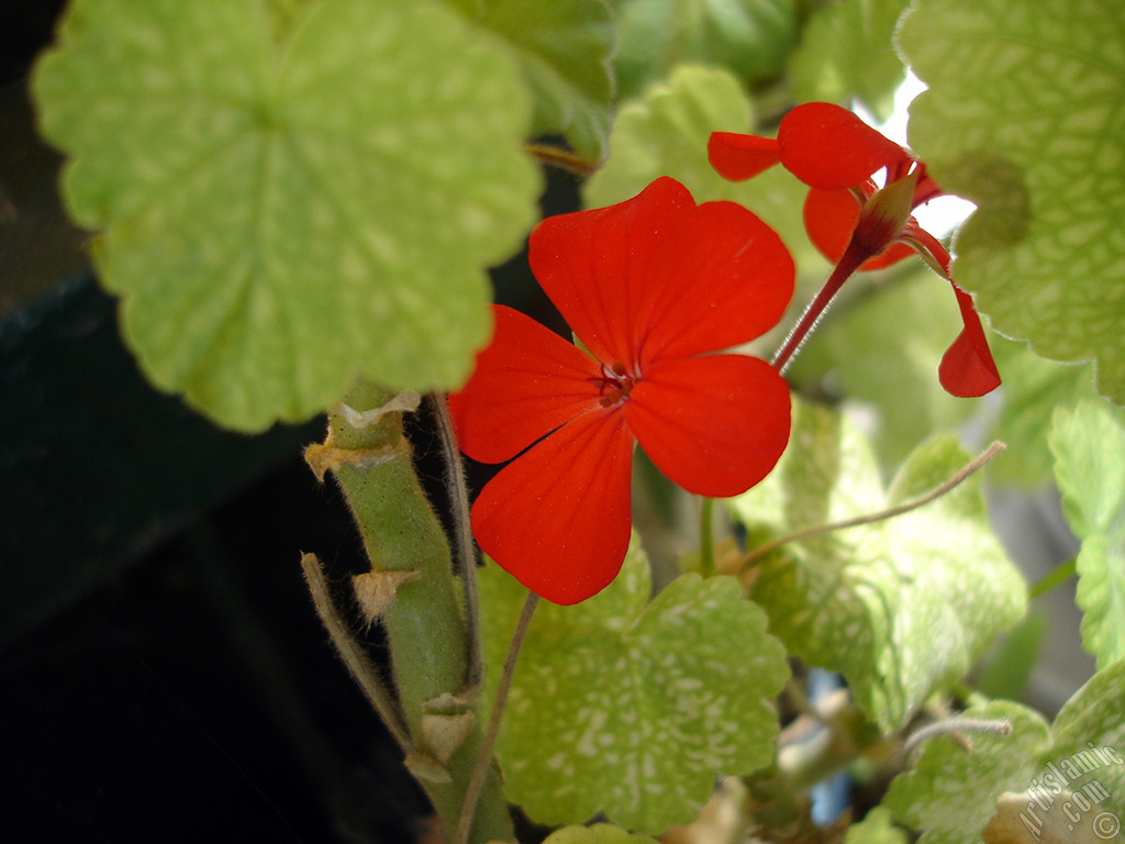 Red Colored Pelargonia -Geranium- flower.
