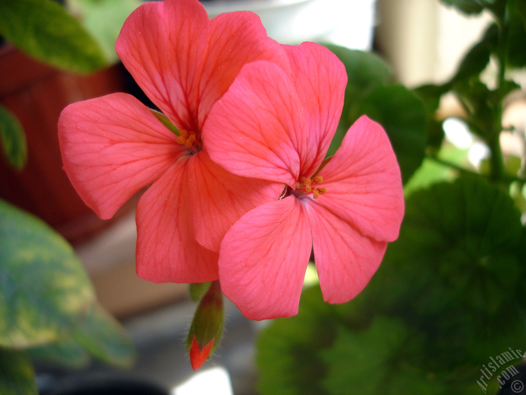 Red Colored Pelargonia -Geranium- flower.
