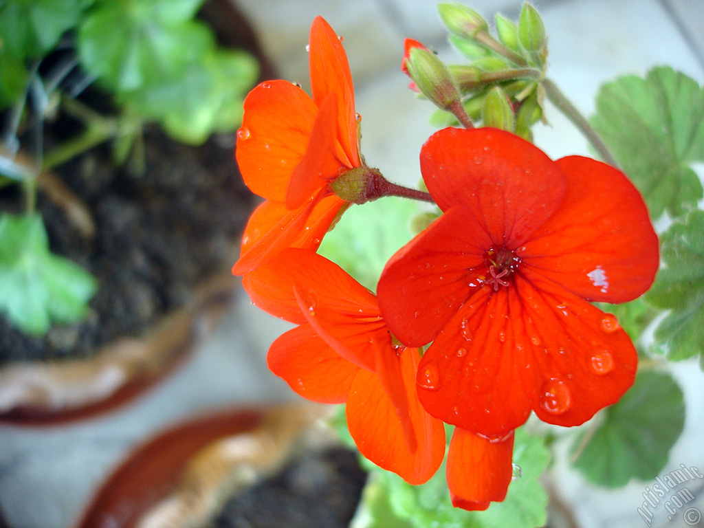 Red Colored Pelargonia -Geranium- flower.
