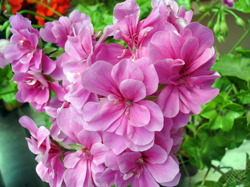 Pink Colored Pelargonia -Geranium- flower.
