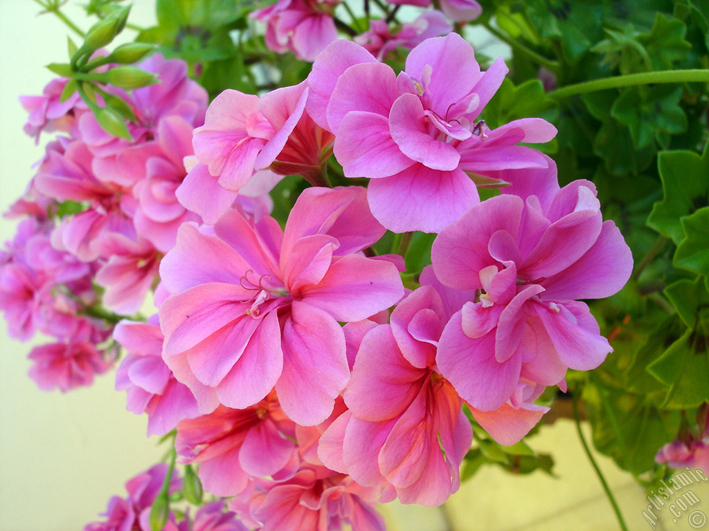 Pink Colored Pelargonia -Geranium- flower.
