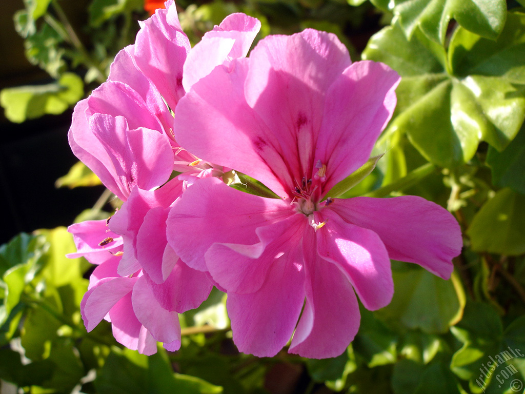 Pink Colored Pelargonia -Geranium- flower.
