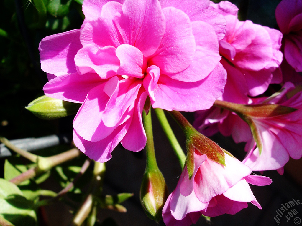 Pink Colored Pelargonia -Geranium- flower.
