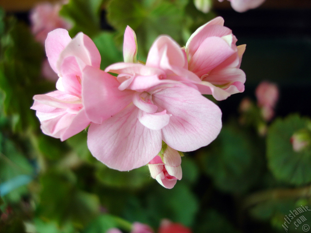 Pink Colored Pelargonia -Geranium- flower.
