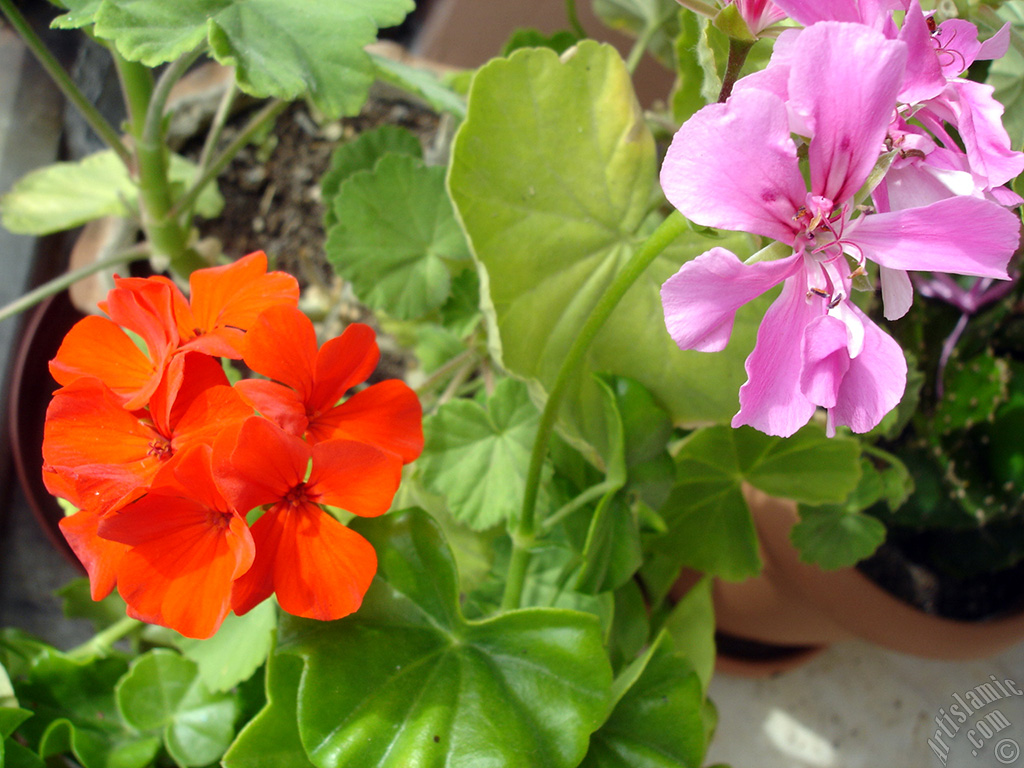 Pink and red color Pelargonia -Geranium- flower.
