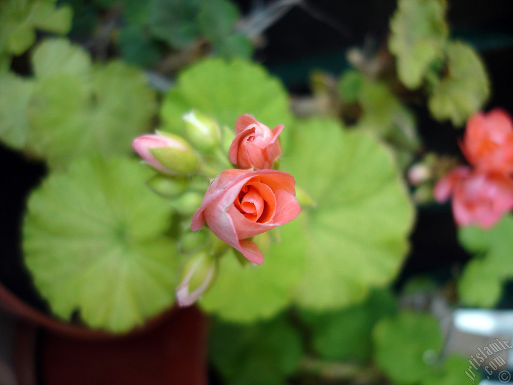 Newly coming out pink color Pelargonia -Geranium- flower.
