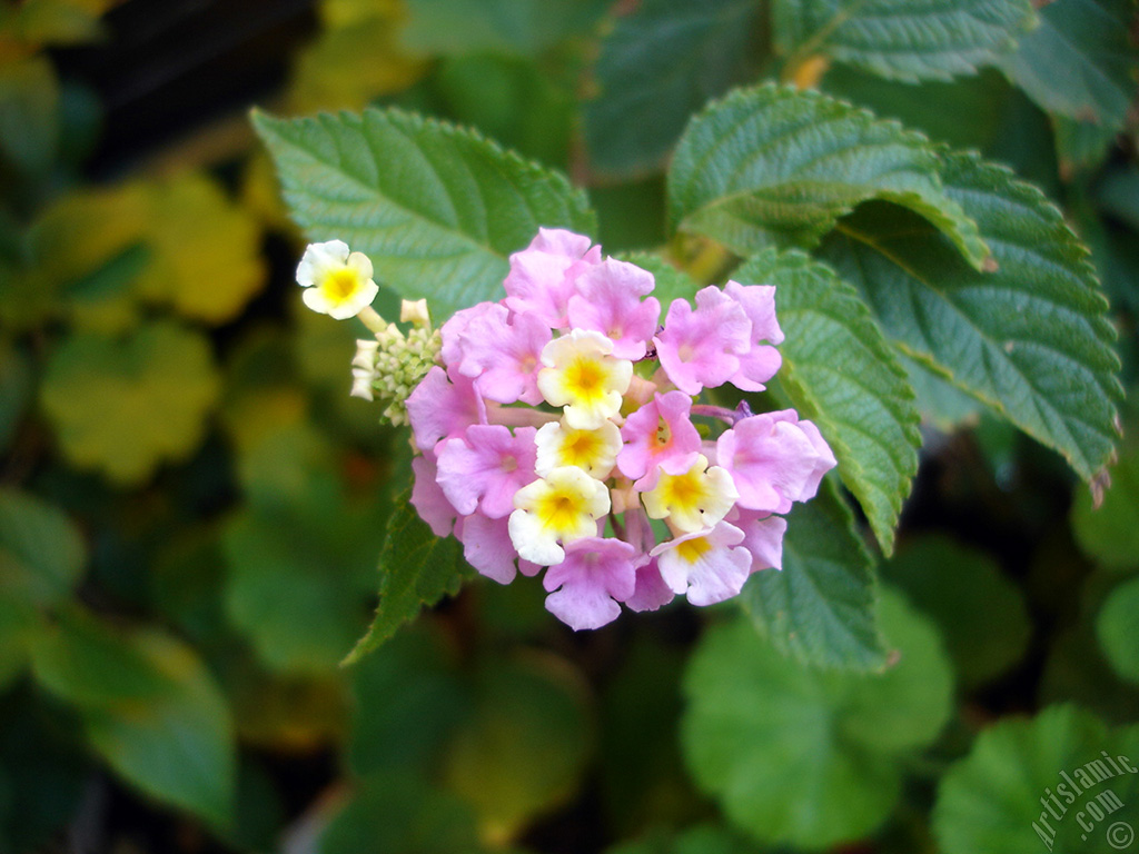 Lantana camara -bush lantana- flower.
