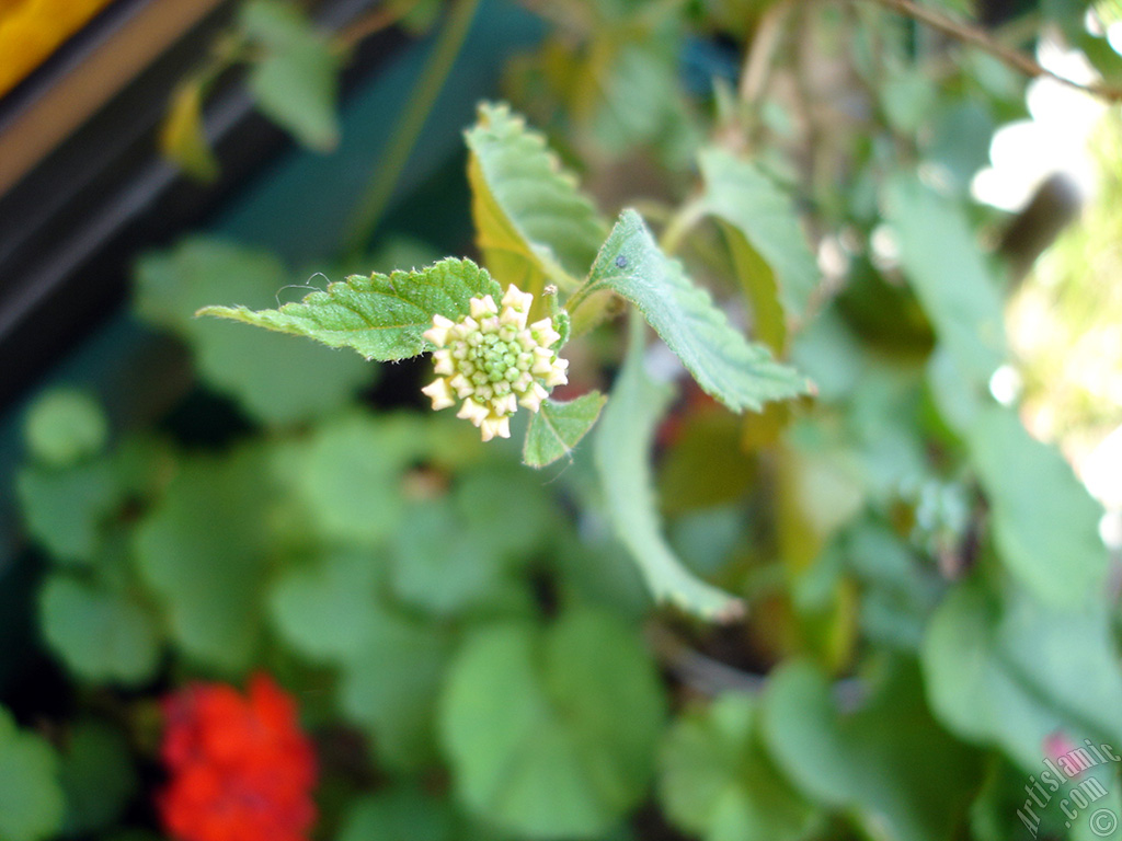 Lantana camara -bush lantana- flower.
