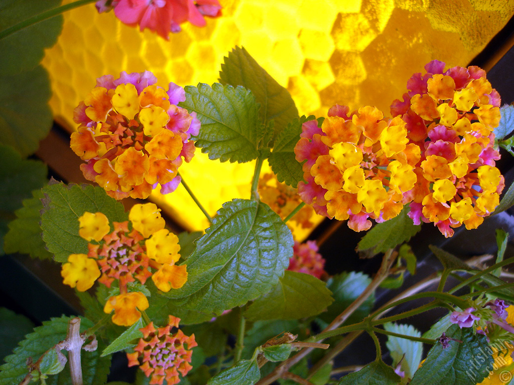 Lantana camara -bush lantana- flower.
