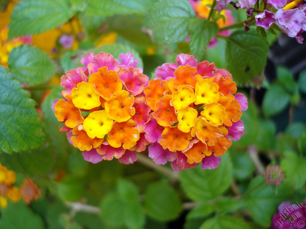 Lantana camara -bush lantana- flower.
