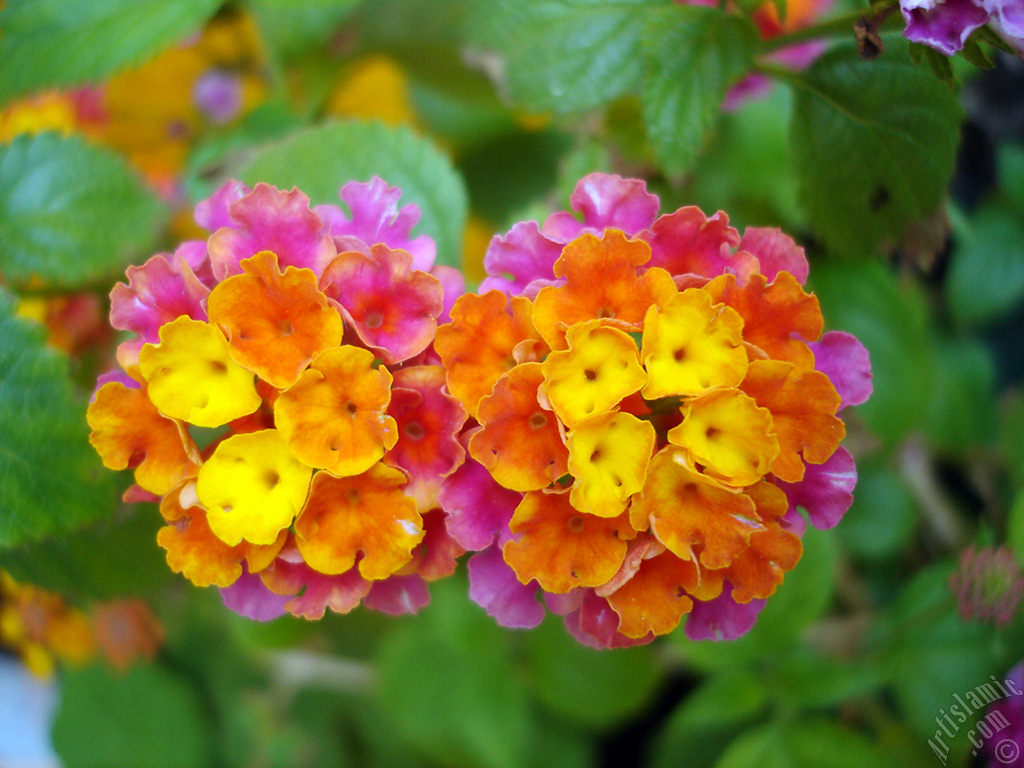 Lantana camara -bush lantana- flower.
