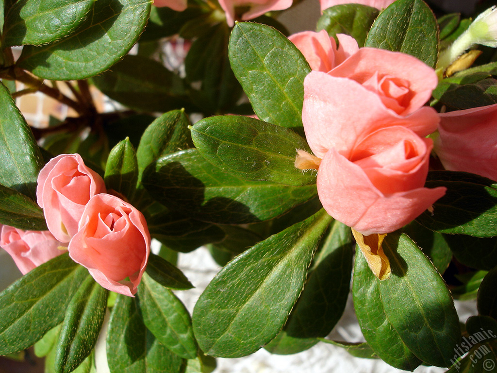 Pink color Azalea -Rhododendron- flower.
