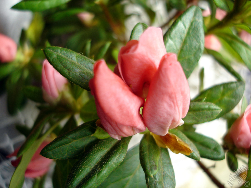 Pink color Azalea -Rhododendron- flower.
