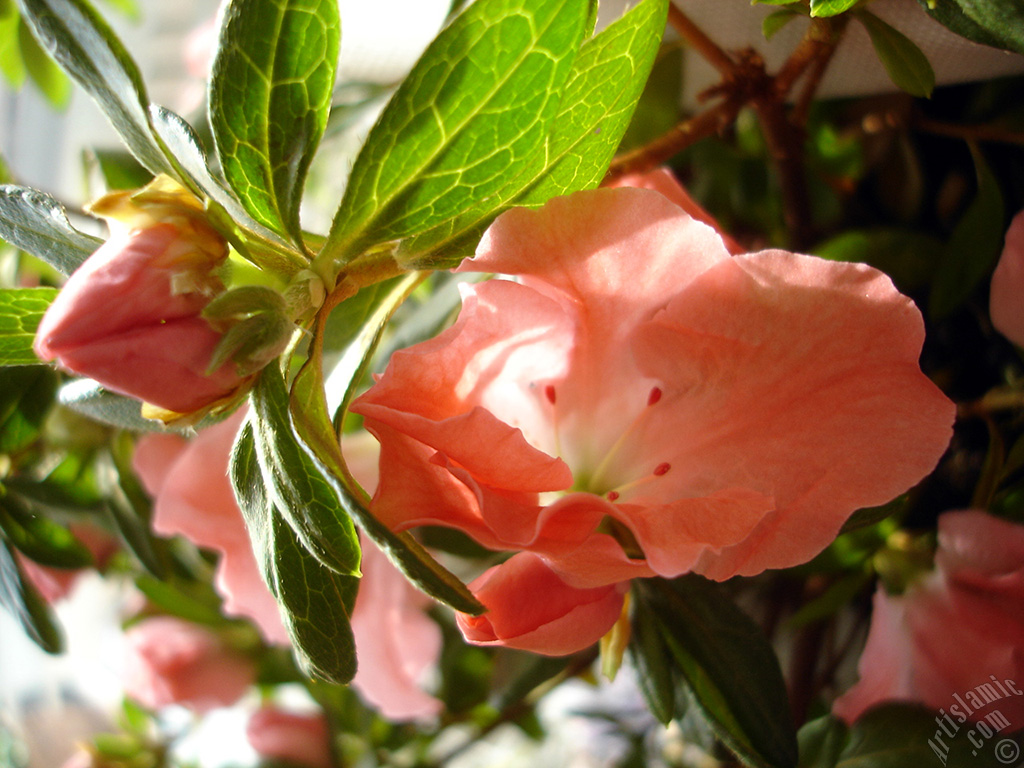 Pink color Azalea -Rhododendron- flower.
