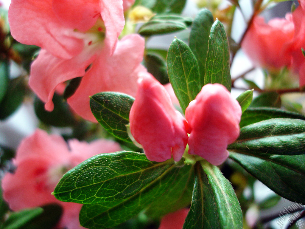 Pink color Azalea -Rhododendron- flower.
