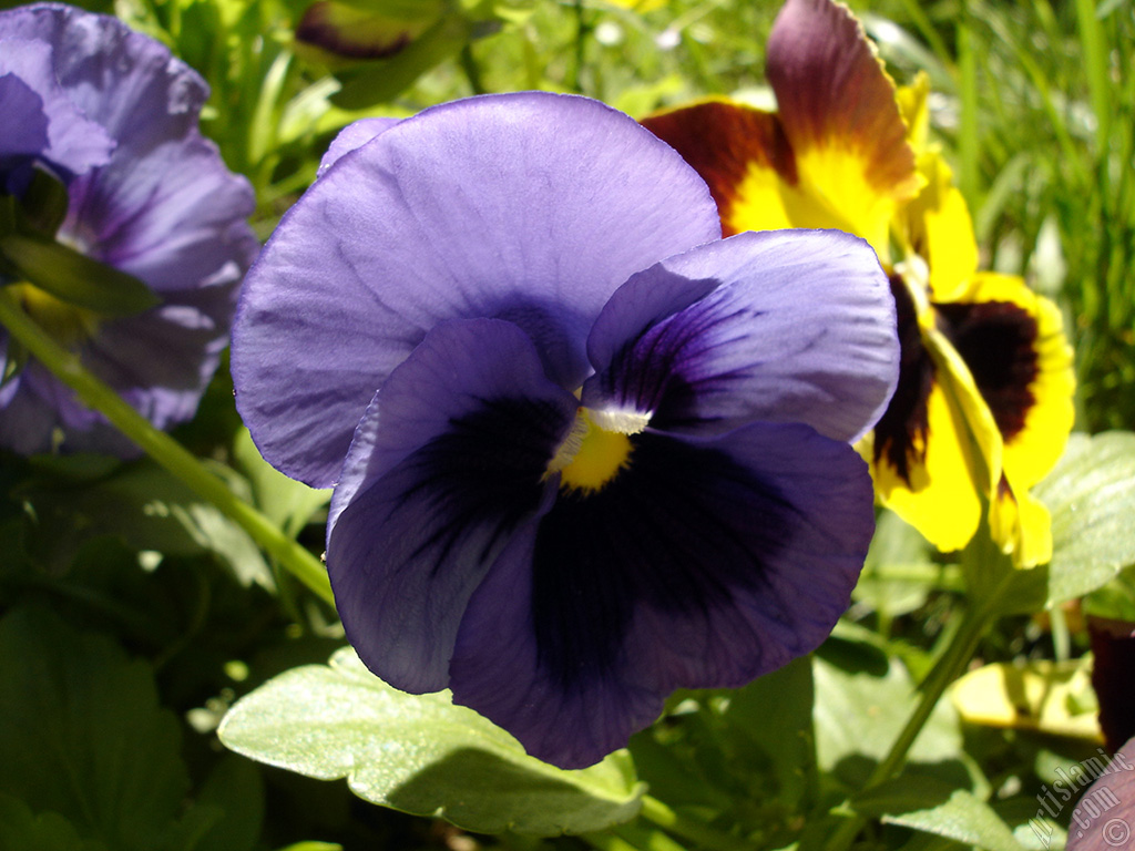 Purple color Viola Tricolor -Heartsease, Pansy, Multicoloured Violet, Johnny Jump Up- flower.
