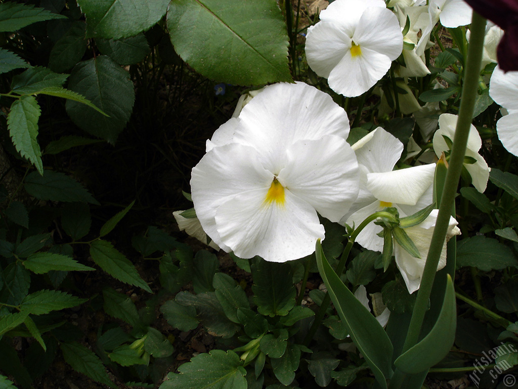 White color Viola Tricolor -Heartsease, Pansy, Multicoloured Violet, Johnny Jump Up- flower.
