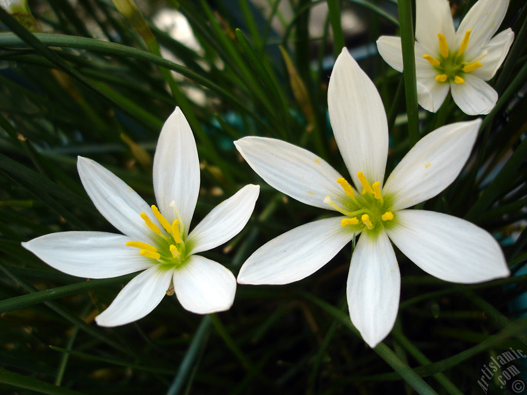 White color flower similar to lily.
