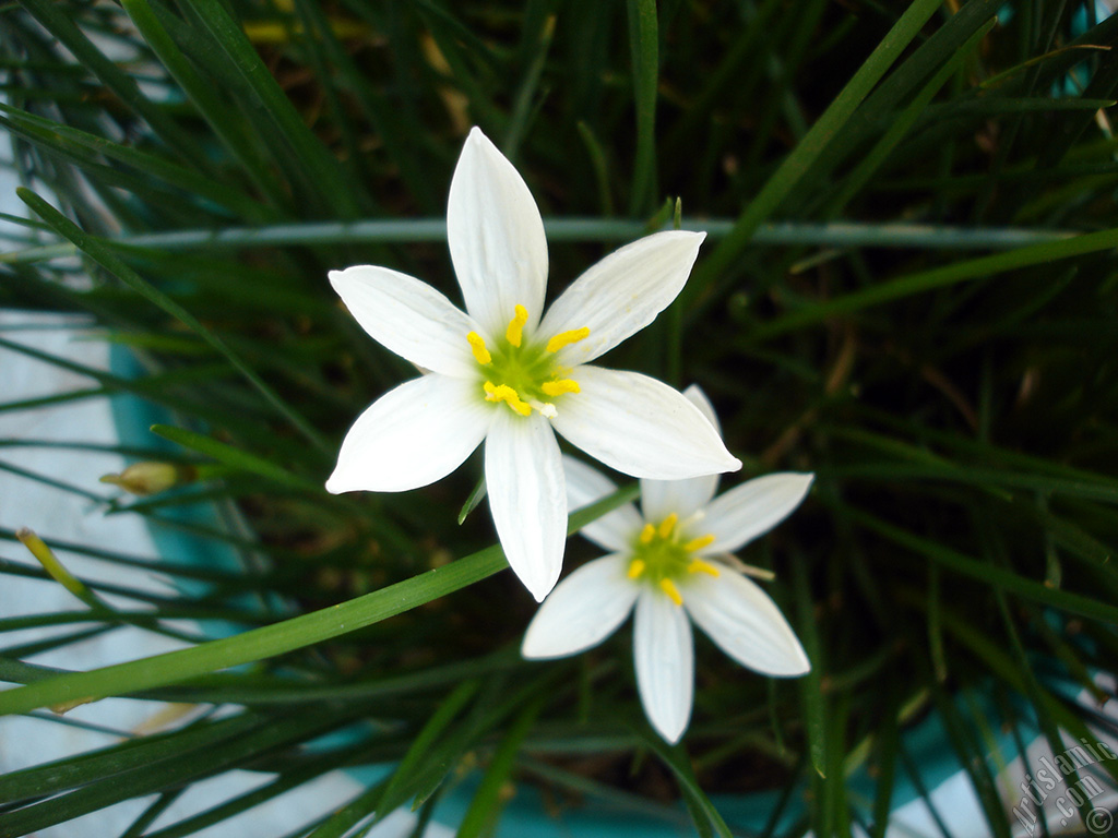 White color flower similar to lily.
