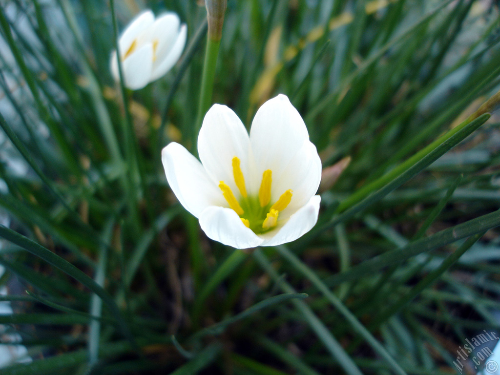 White color flower similar to lily.
