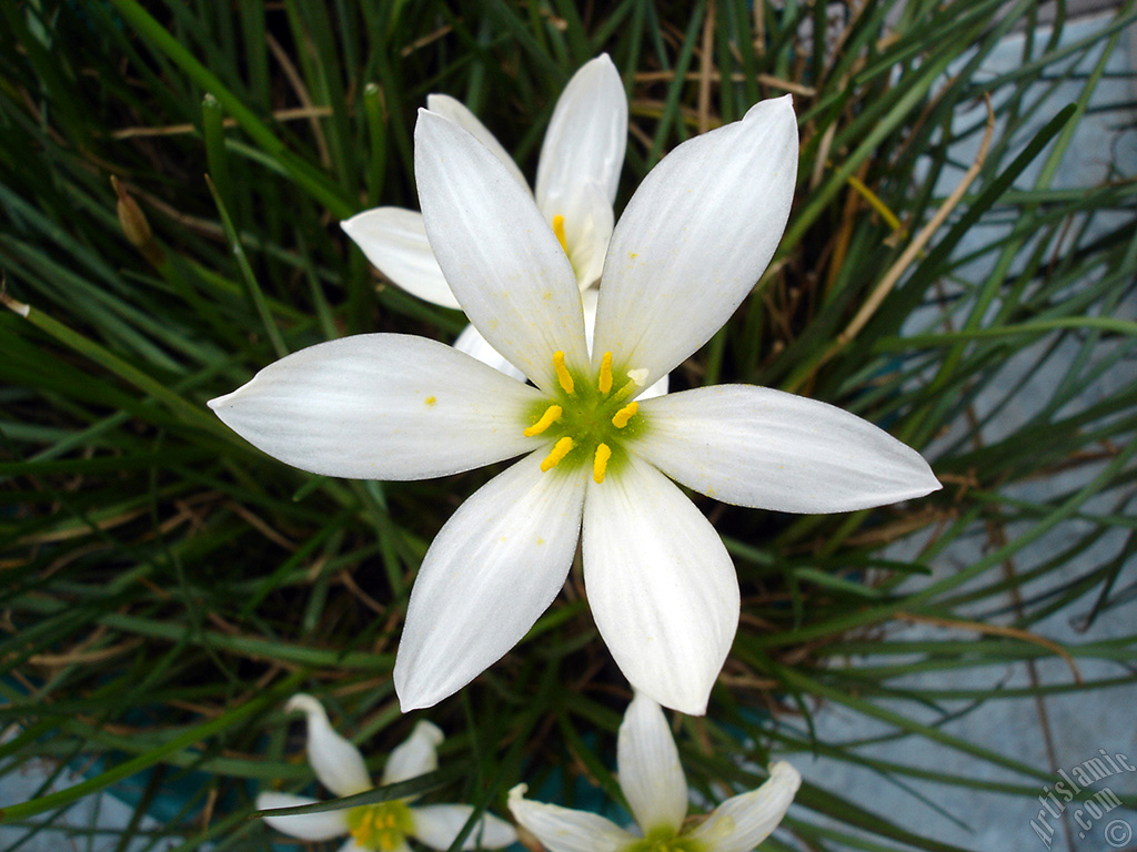 White color flower similar to lily.
