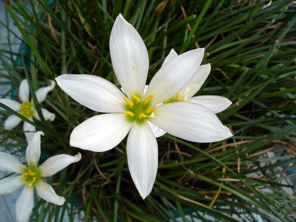 White color flower similar to lily.
