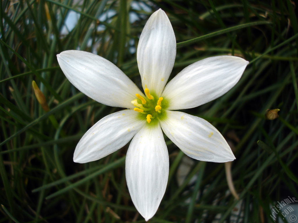 White color flower similar to lily.
