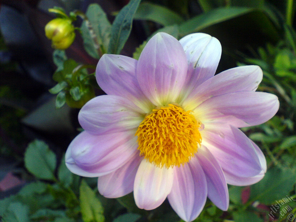 Dahlia flower.
