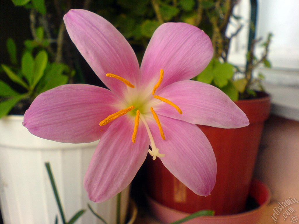 Pink color flower similar to lily.
