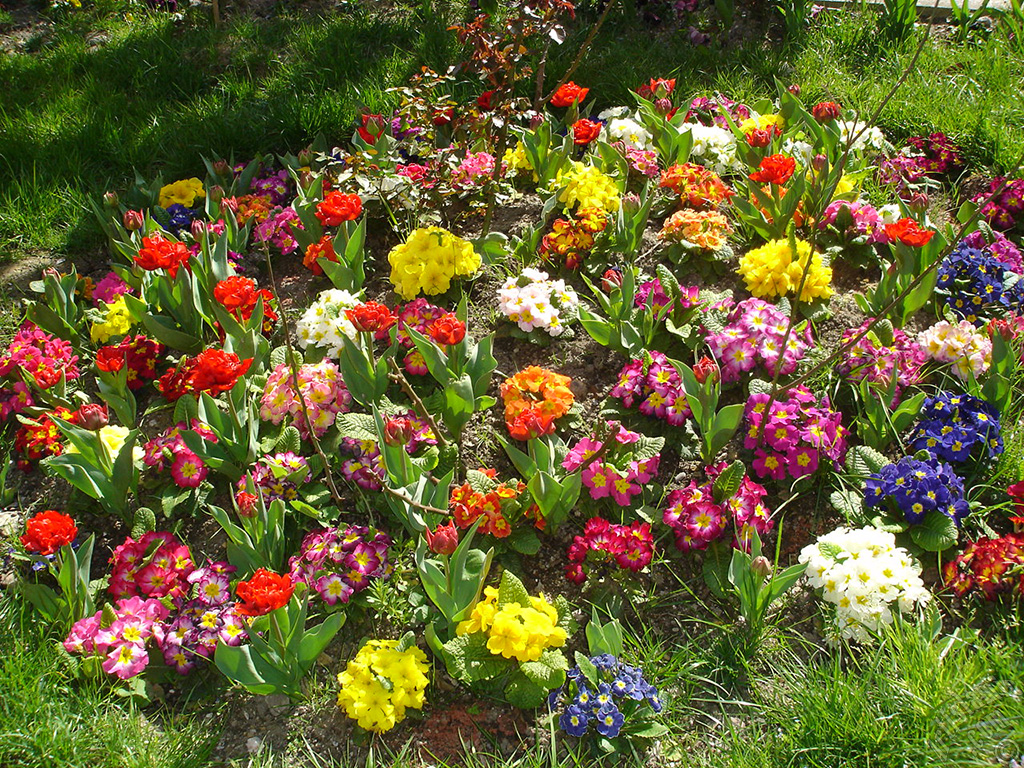 A primrose flower photo.
