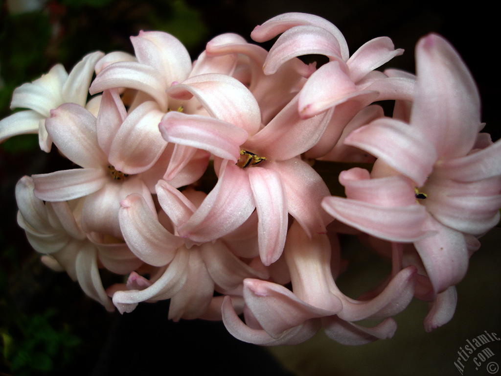 Pink color Hyacinth flower.
