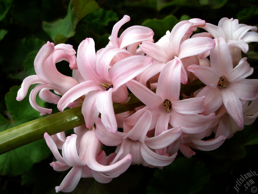 Pink color Hyacinth flower.
