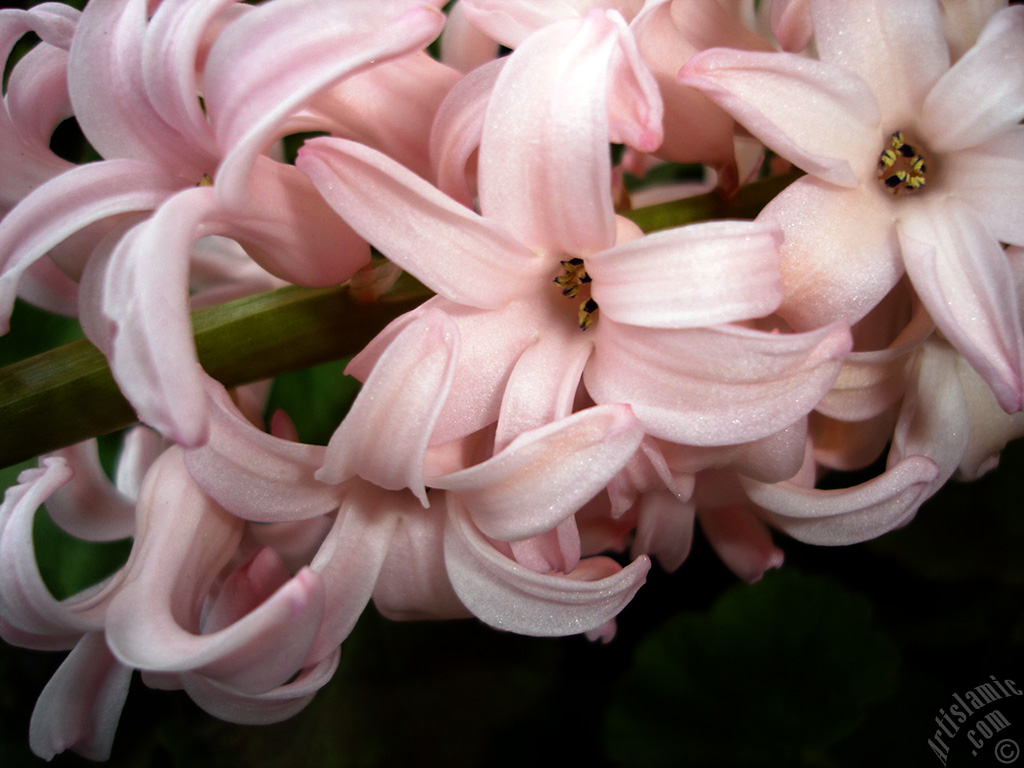 Pink color Hyacinth flower.
