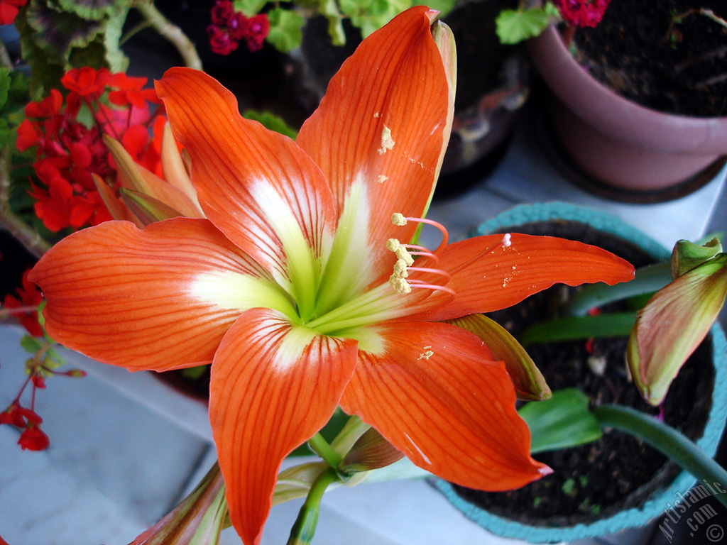 Red color amaryllis flower.
