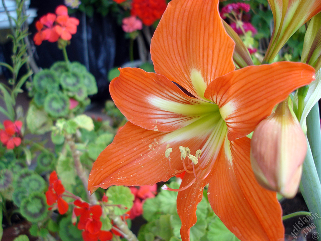 Red color amaryllis flower.
